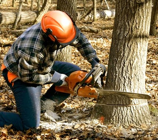 Tree Removal in Ipswich, SD